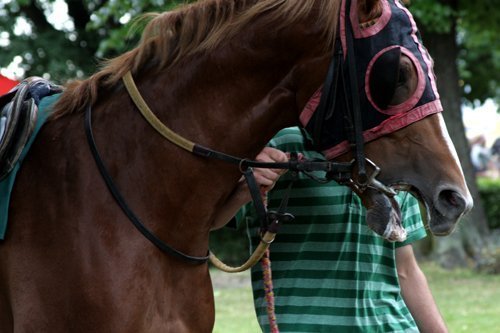Horse racing headgear blinkers